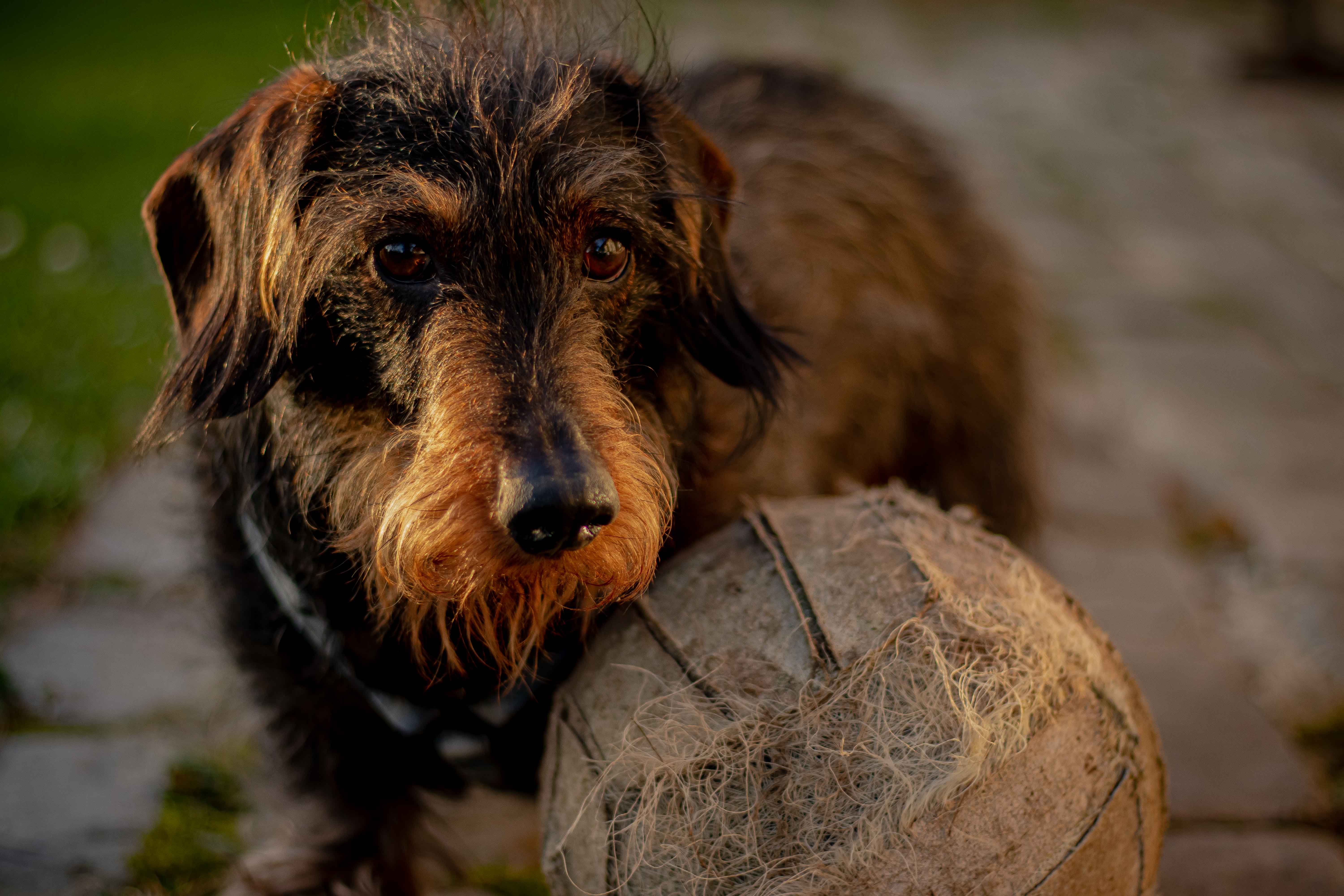 Photo d'un teckel à poil dur avec un ballon beige